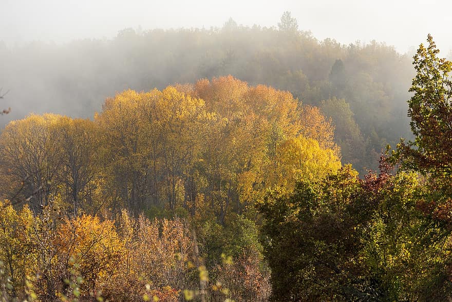 doğa, ağaçlar, sonbahar, sezon, düşmek, açık havada, seyahat, Sarı, ağaç, orman, Yaprak