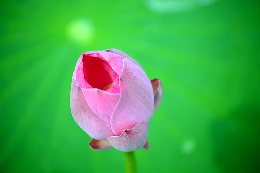 Lotus, Flower, Bud, Plant, Pink Flower, Water Lily, Aquatic Plant, Flora, Pond, Nature, Closeup