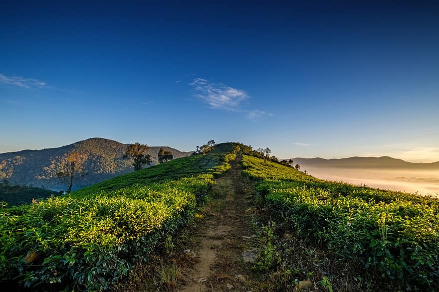 liście herbaty, ścieżka, góry, wzgórza, niebo, chmury, morze chmur, farma herbaty, rolnictwo, gospodarstwo rolne, plantacja