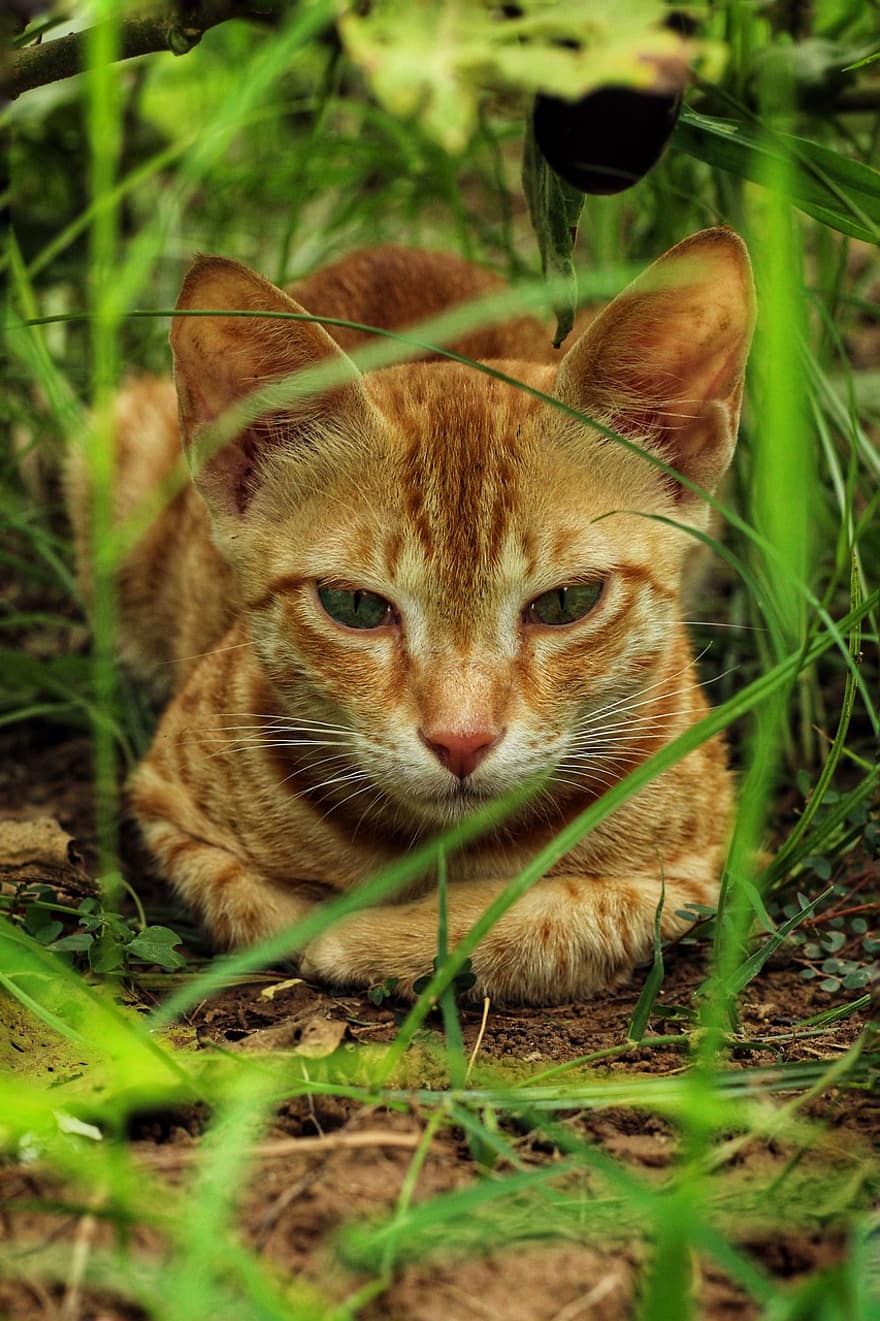 katter, kattdjur, pott, orange katt, sällskapsdjur, djur-, utomhus, gräs