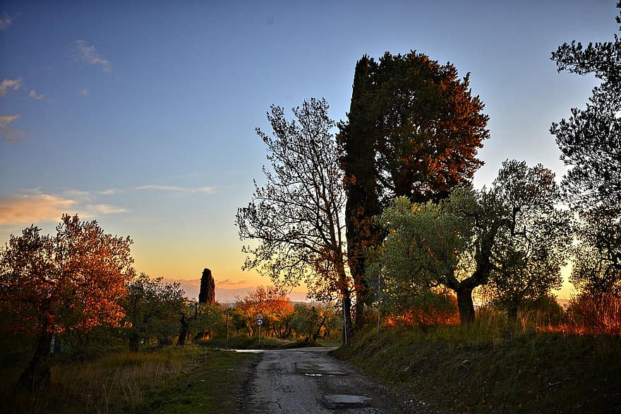 път, дървета, селски, селски път, околност, Via Delle Tavarnuzze, Кианти, Флоренция, Тоскана, есен, дърво
