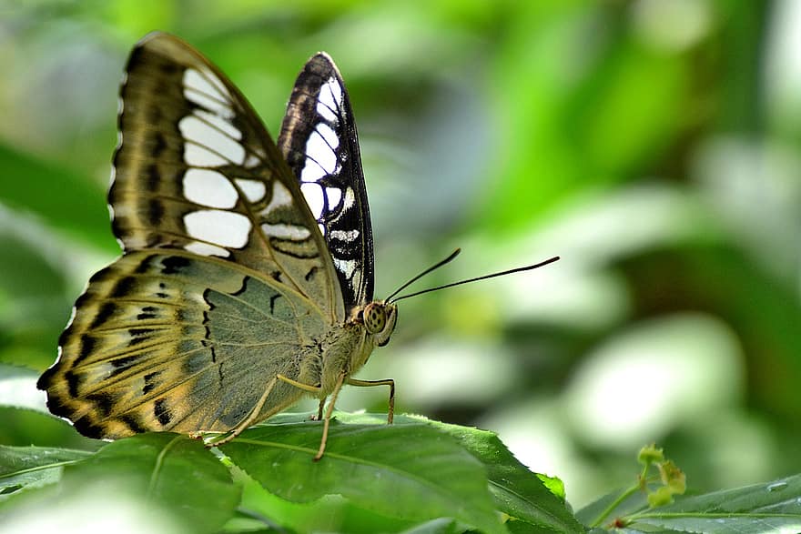 나비, 곤충, 수분, 날개, 곤충학, 숲속에서, 녹색
