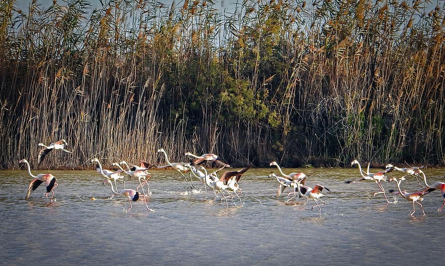 flamingo, burung-burung, danau, binatang, rawa, alam, mengamati burung, ilmu burung, paralimni, binatang di alam liar, air