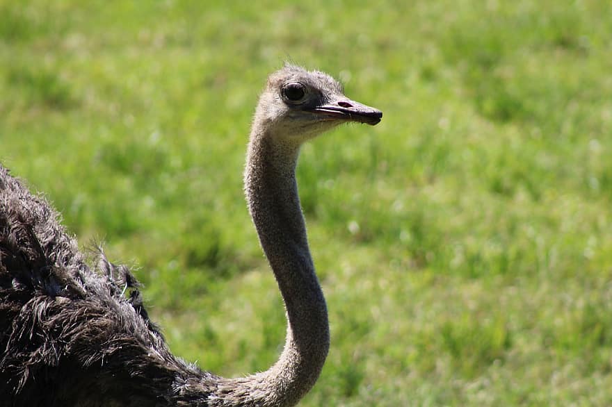 Ostrich, Common Ostrich, Bird, Animal, Large Flightless Bird, Struthio Camelus, Avian, Wildlife