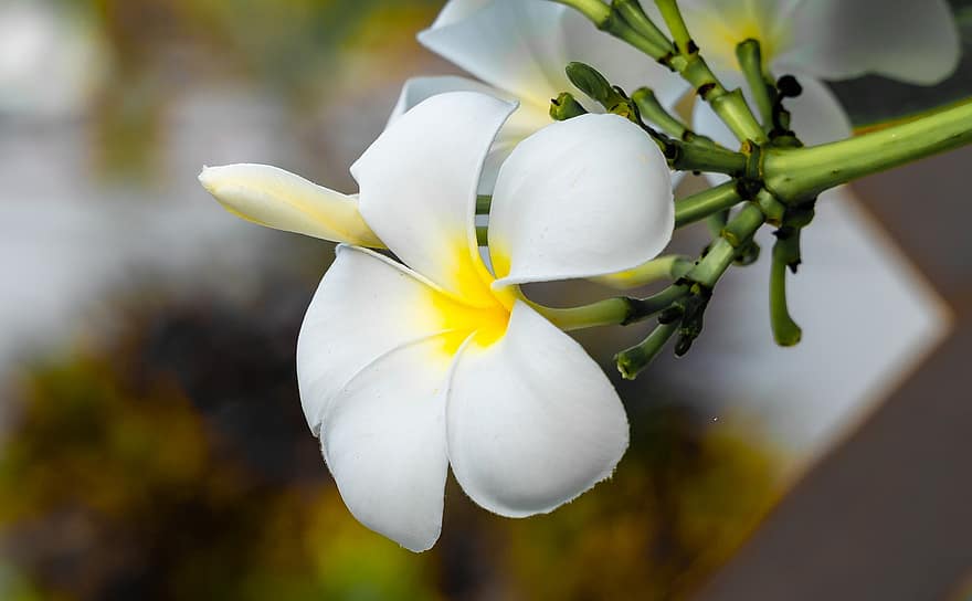 frangipani, blomma, vit blomma, plumeria, växt, flora, kronblad