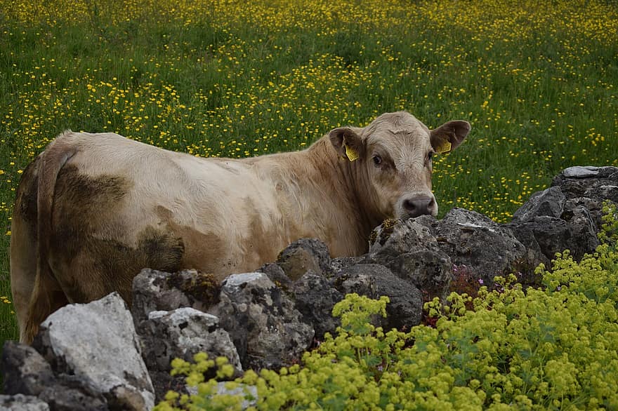 Cattle, Cow, Livestock, Farm Animal, Animal, Nature, Mammal, Pasture, Agriculture, Meadow, Rural