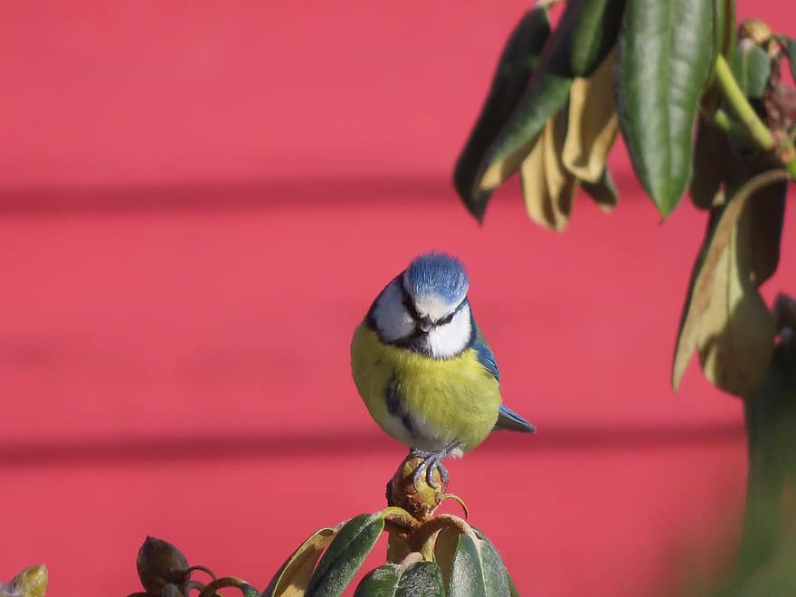 pasăre, albastru tit, ornitologie, specie, faună, aviară, cioc, pană, a închide, pițigoi, ramură