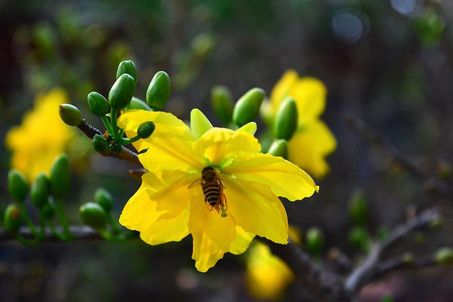 цветя, пчела, пъпки, листенца, стебло, плодници, флора, цветен, ботаника, Ochna Integerrima