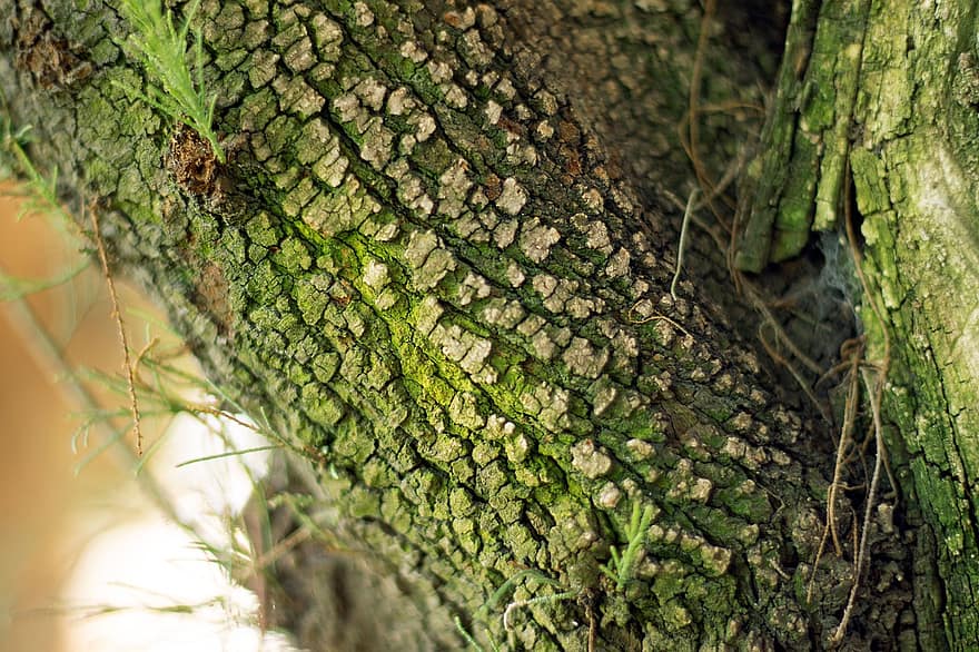 Tree, Bark, Moss, Nature, Green, Wood, Texture, forest, leaf, plant, green color