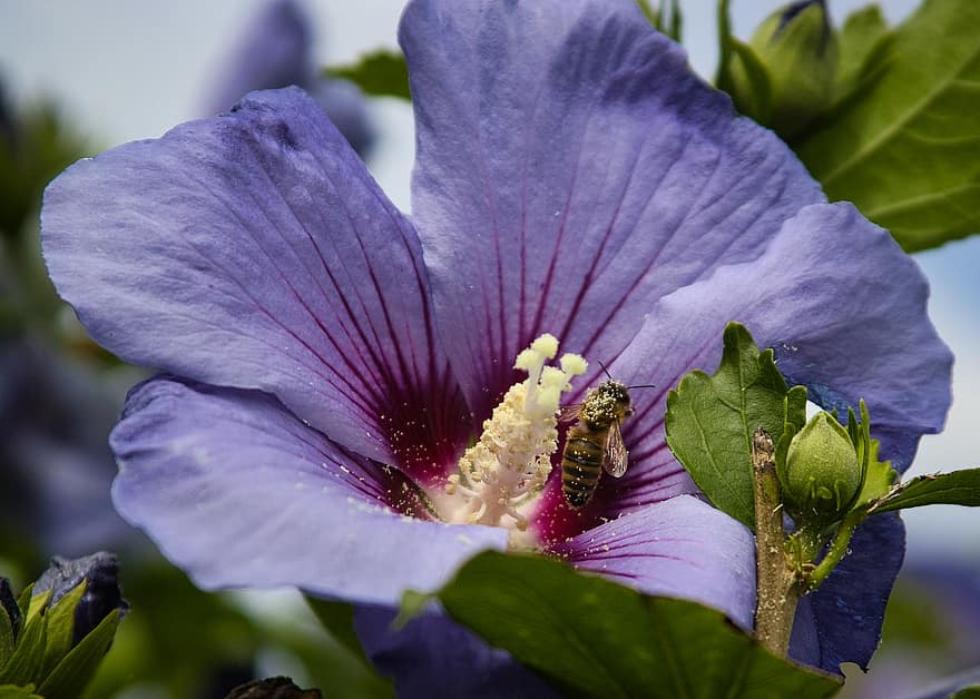 pszczoła, owad, zapylać, zapylanie, kwiat, Skrzydlaty owad, skrzydełka, Natura, błonkoskrzydłe, entomologia, makro