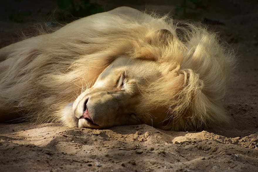 leijona, eläintarha, nukkua, nukkumassa, unessa, eläin, nisäkäs, iso kissa, villieläin, villieläimet, eläimistö