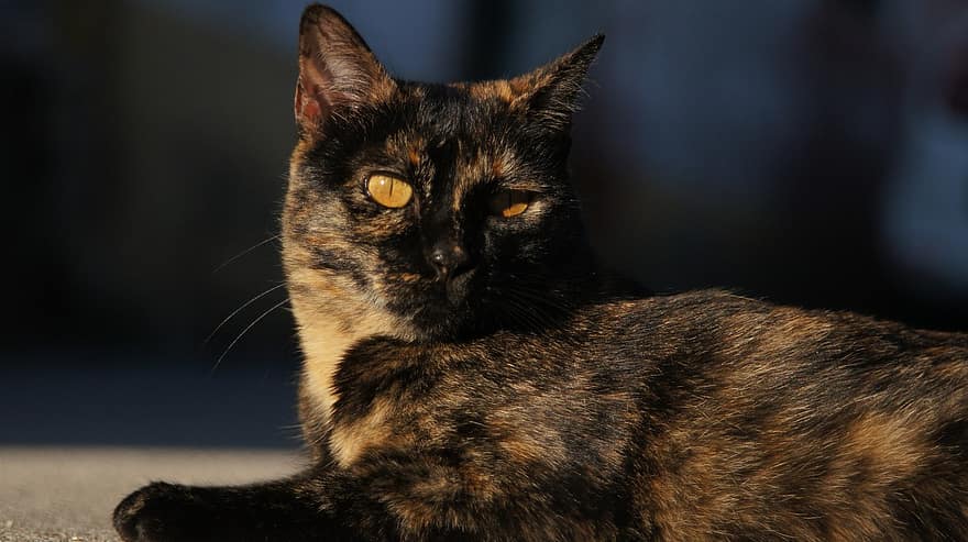 kedi, kahverengi ve siyah desenli kedi, Evcil Hayvan