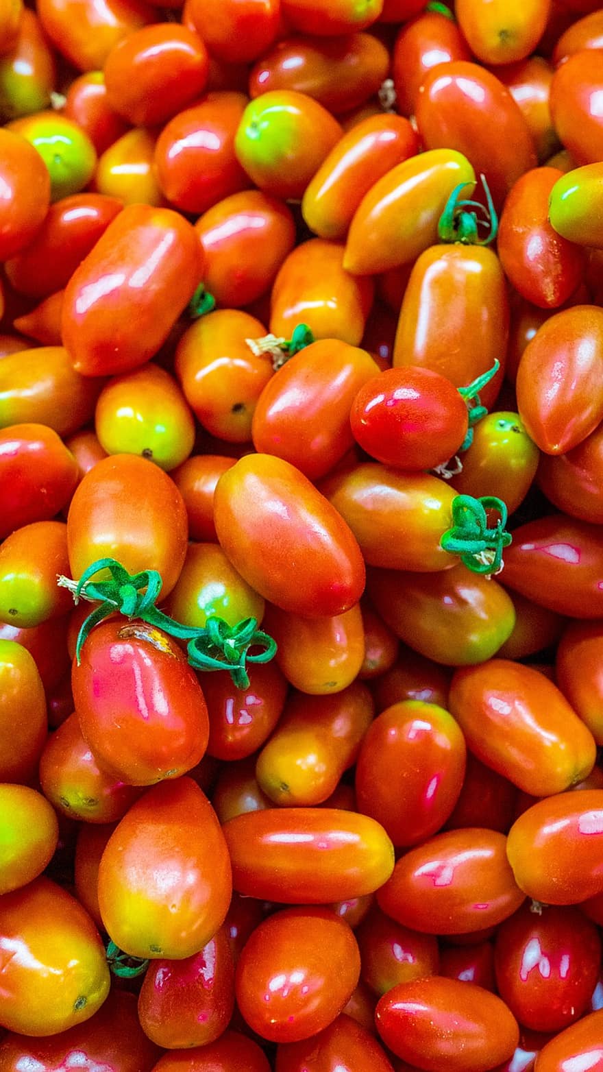 tomates, des légumes, végétarien, mûr, Frais, en bonne santé, récolte, produire, régime