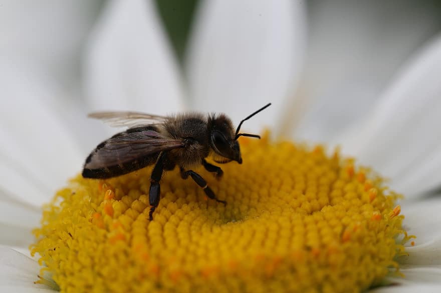 abeille, insecte, féconder, pollinisation, fleur, insecte ailé, ailes, la nature, hyménoptères, entomologie