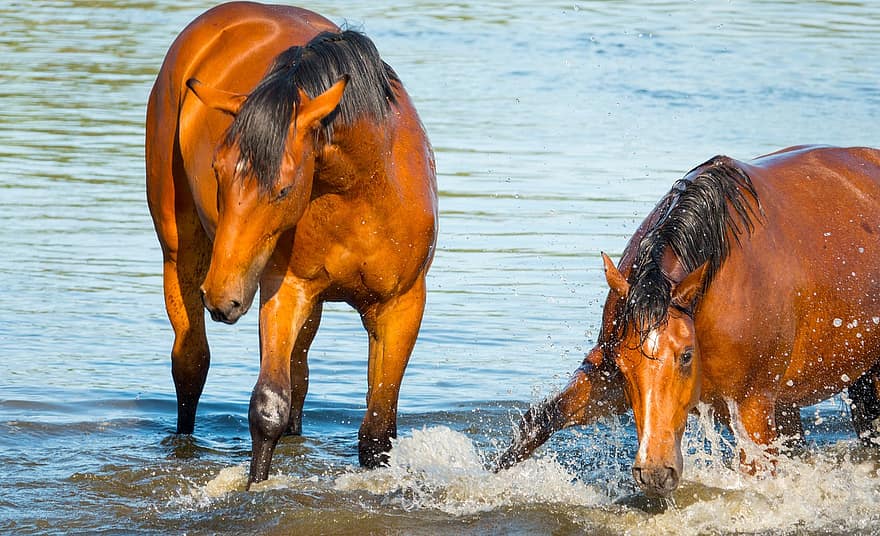 les chevaux, arrosage, baignade, en jouant