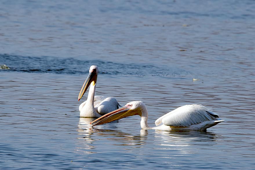 pelicano, passarinhos, lago, nadar, animais, penas, plumagem, contas, pássaro aquático, ornitologia, mundo animal