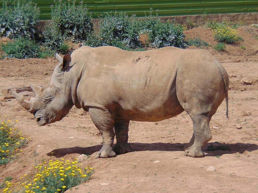 rinoceront, animal, paquiderm, animal salvatge, desert, vida salvatge, món animal, fotografia de fauna salvatge, Àfrica, banya, salvatge