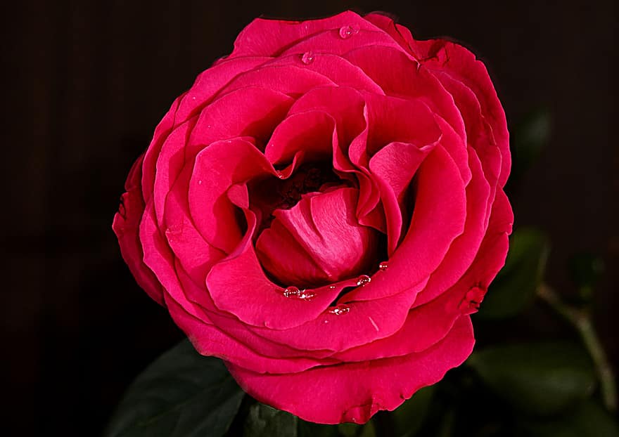 Rose, blomst, dråber, knop, kronblade, roser, kærlighed, flor, lyserød, skønhed, natur