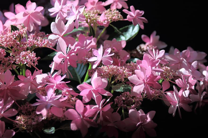 hydrangea, bunga-bunga, bunga-bunga merah muda, kelopak, berkembang, mekar, flora, menanam, bunga, warna merah jambu, merapatkan