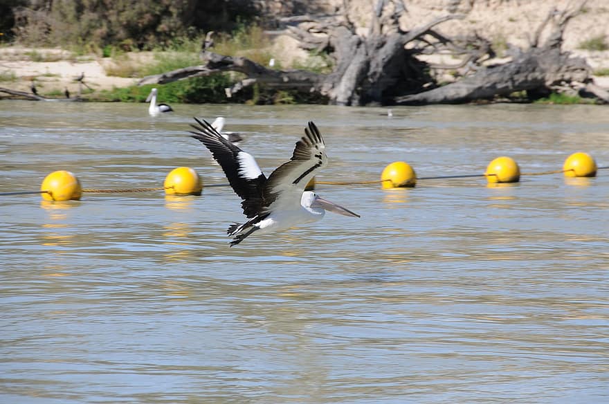 Pelican, Bird, Flight, River, Flying, Plumage, Feathers, Beak, Water, Wildlife, Avian
