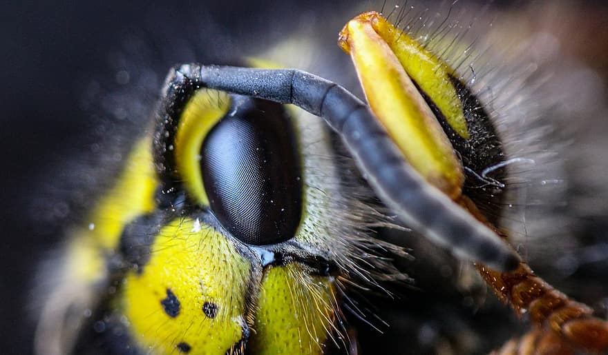 оса, комаха, ентомологія, макрос, природи, впритул, жовтий, бджола, око тварин, літати, голова тварини
