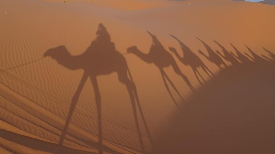пустинен, камила, пясък, пясъчна дюна, африка, пейзаж, топлина, температура, сух, Арабия, залез