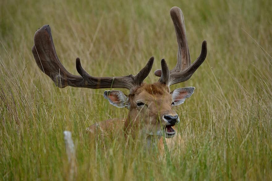 Deer, Animal, Meadow, Antlers, Red Deer, Mammal, Wildlife, Nature, Grass, Park