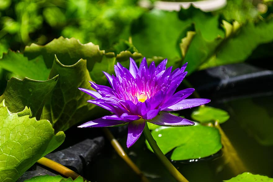 водна лилия, цвете, растение, листенца, лилава водна лилия, лилаво цвете, лотос, разцвет, флора, водно растение, езерце