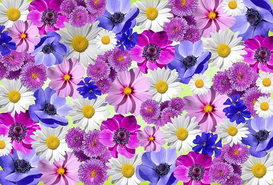 λουλούδια, φύση, φυτό, λευκό άνθος, καλοκαίρι, μοβ λουλούδι, μαργαρίτα
