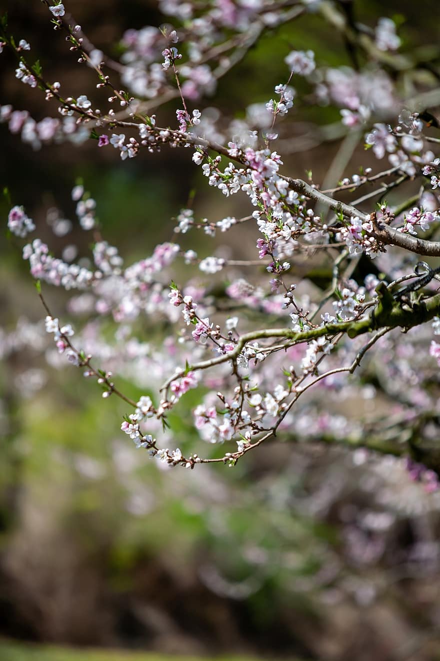 Pink Flowers, Flowers, Peach Blossoms, Spring Flowers, Spring, springtime, plant, close-up, flower, branch, tree