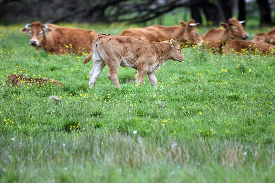 Calf, Cows, Cattle, Horns, Pasture, Land, Meadow, Grass, Bullock, Bull, Heifer