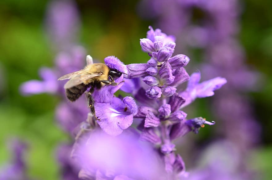 цветы, пчела, насекомое, крылья, лаванда, завод, Флора, природа, ботаника, травы, лепестки