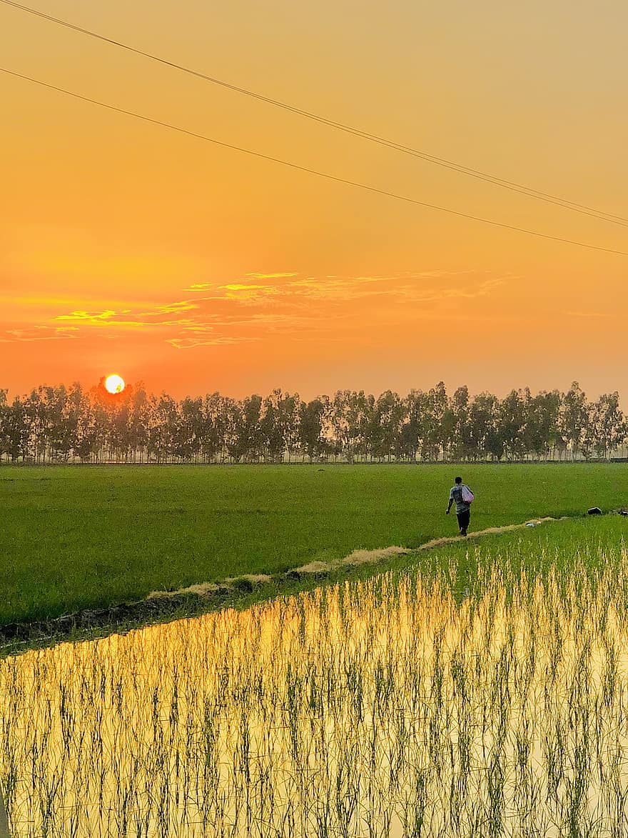 puesta de sol, amanecer, naturaleza, cielo, campo, hierba, India, agricultura, verano, escena rural, Dom