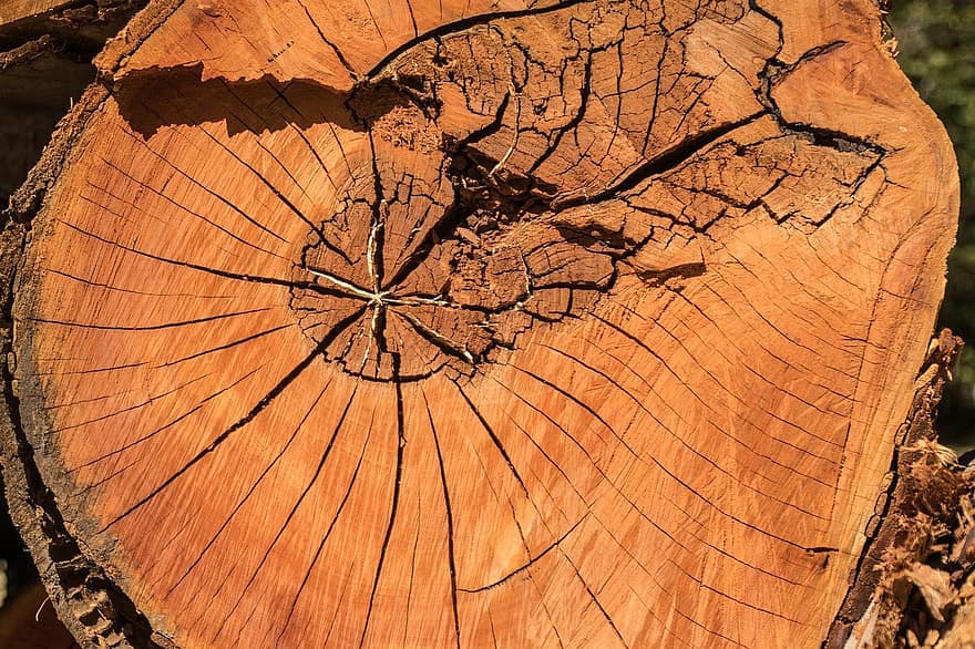लकड़ी, सूँ ढ, बनावट, सामग्री, पेड़, वन, प्रतिरूप, पेड का तना, पृष्ठभूमि, पुराना, लॉग