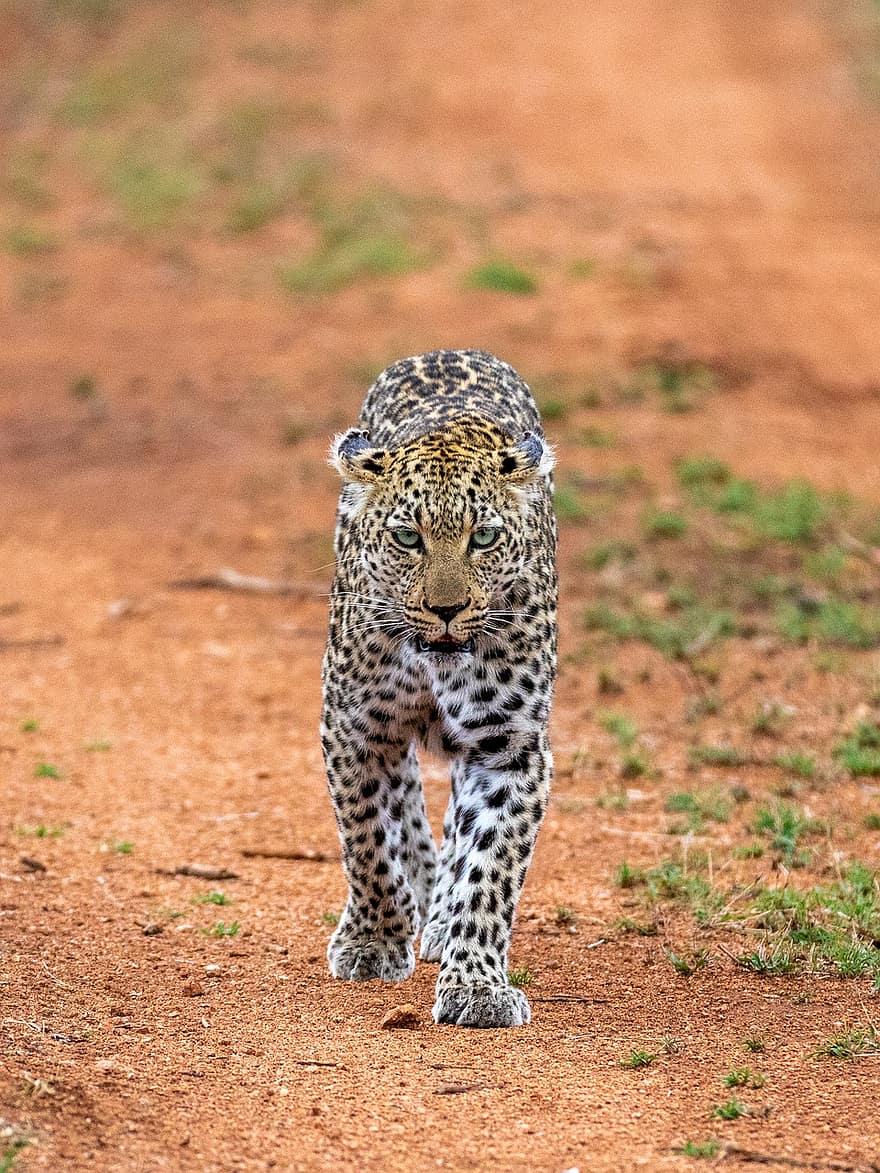 leopardo, animale, mammifero, predatore, natura, safari, zoo, fotografia naturalistica