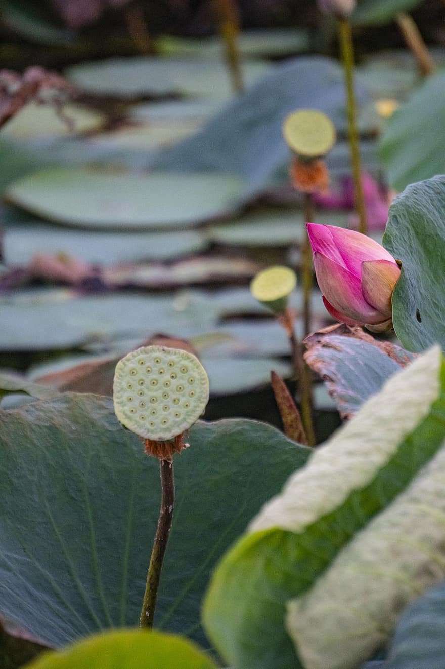 Blume, Lotus Blume, Lotus-Samen-Hülse, Seerose, Wasserpflanze, Natur, Hintergrund, Blatt, Pflanze, Teich, Blütenkopf