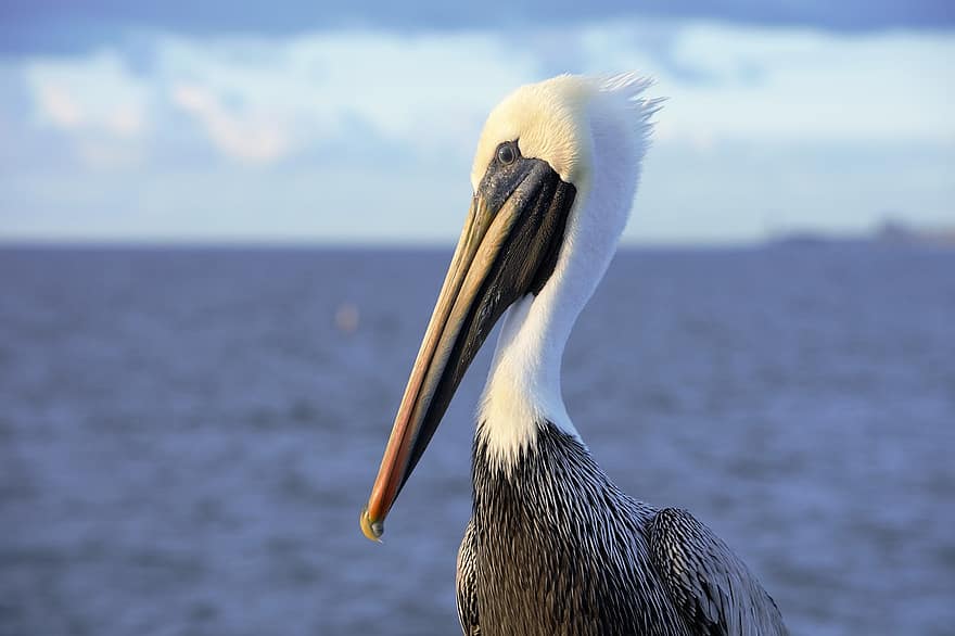 pelikan, portret, wodny ptak, duży, dziób, gardło, długi dziób, woreczek na gardło, tropikalny, tropikalny ptak, ocean