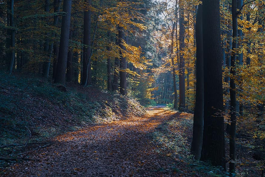 Wald, Herbstwald, Herbstlaub, Bäume, Waldweg, Blätter, Licht, Lichtstrahl, Natur, Farbe, Herbst