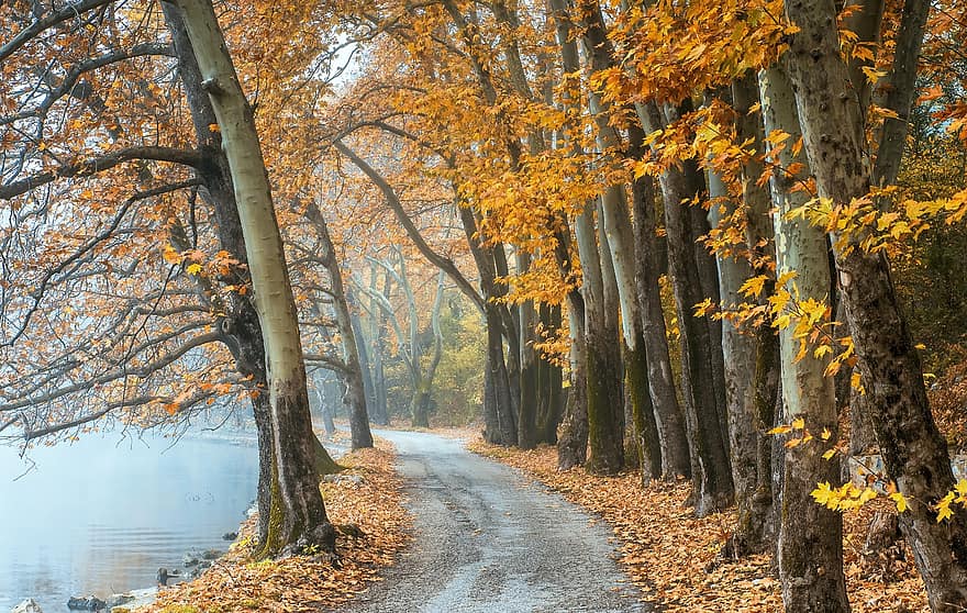 дървета, път, есен, пешеходна пътека, гори, листа, шума, падане, пейзаж, природа, околност
