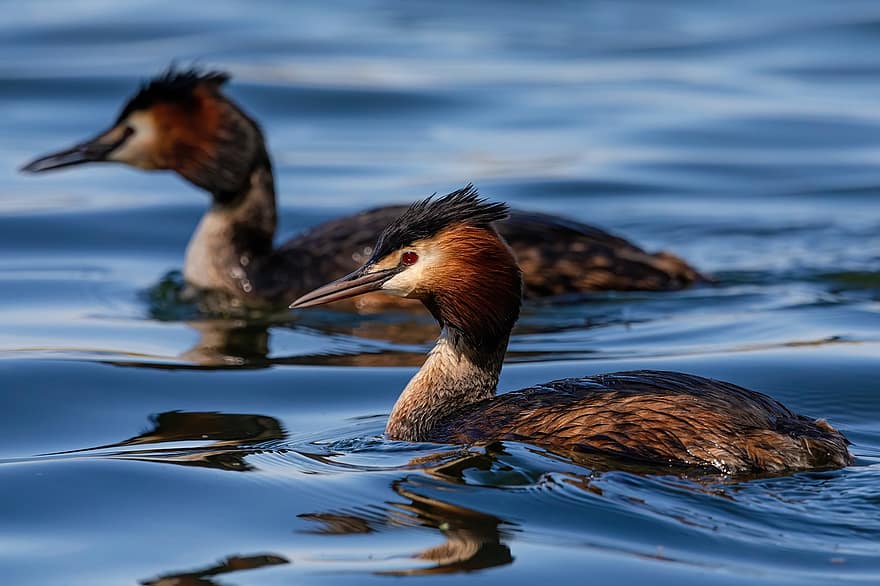 Birds, Grebe, River, Plumage, Waterfowl, Feathers, Water, Nature, Spring, Swimming, Reflection