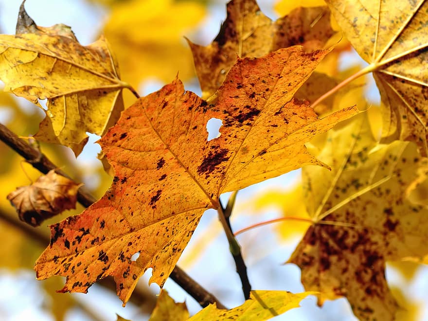 esdoorn-, herfst, bladeren, gebladerte, herfstbladeren, herfst gebladerte, herfstseizoen, bladeren vallen, natuur, blad, geel