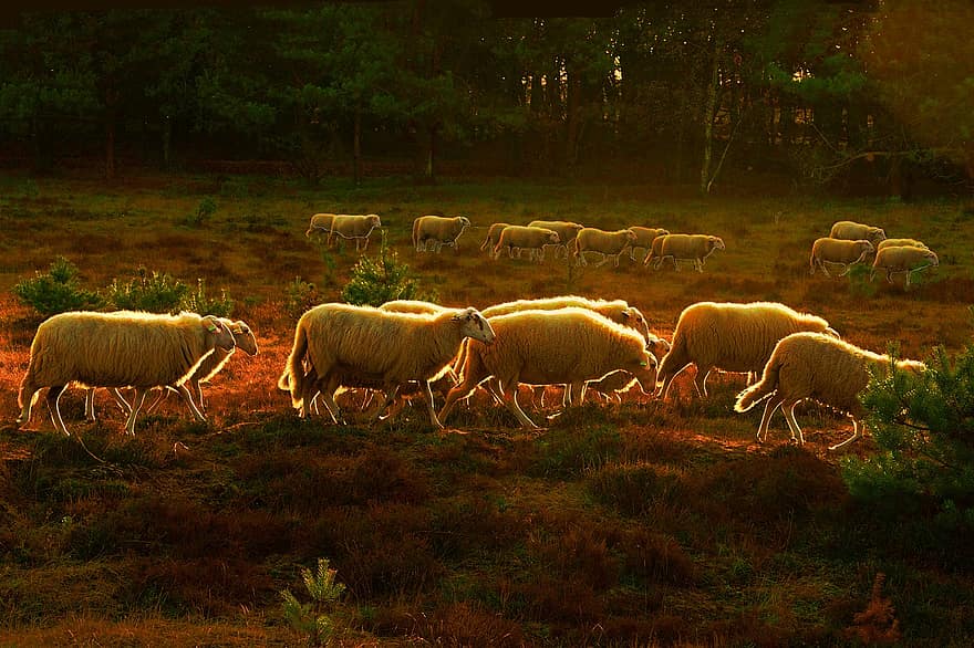 Sheep, Heide, Landscape, Cattle, Netherlands, Herd, Atmosphere