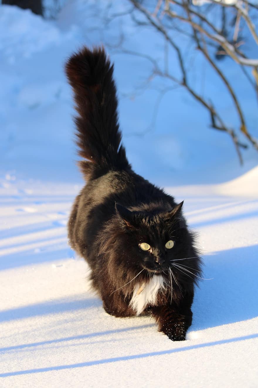 con mèo, thú vật, tuyết, mèo siberia, mèo đen, vật nuôi, mèo nhà, động vật có vú, lông tơ, có lông, dễ thương