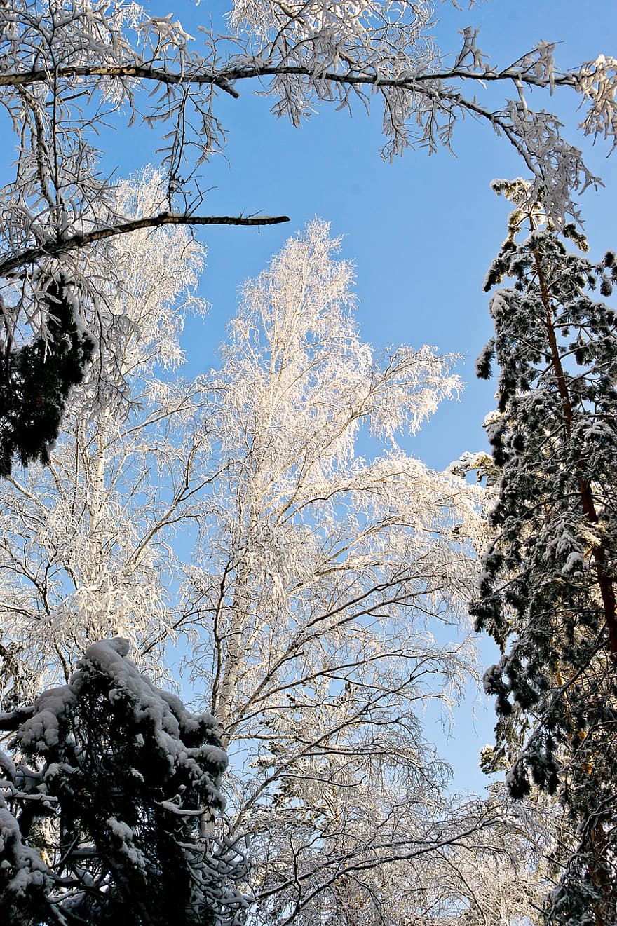 fák, téli, természet, hó, erdő, fagy, hideg, hótorlasz, nyír-, fa, ág