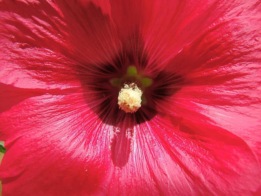 malva de jardín, Hibiscus Syriaca En, flor, rojo, llamativo