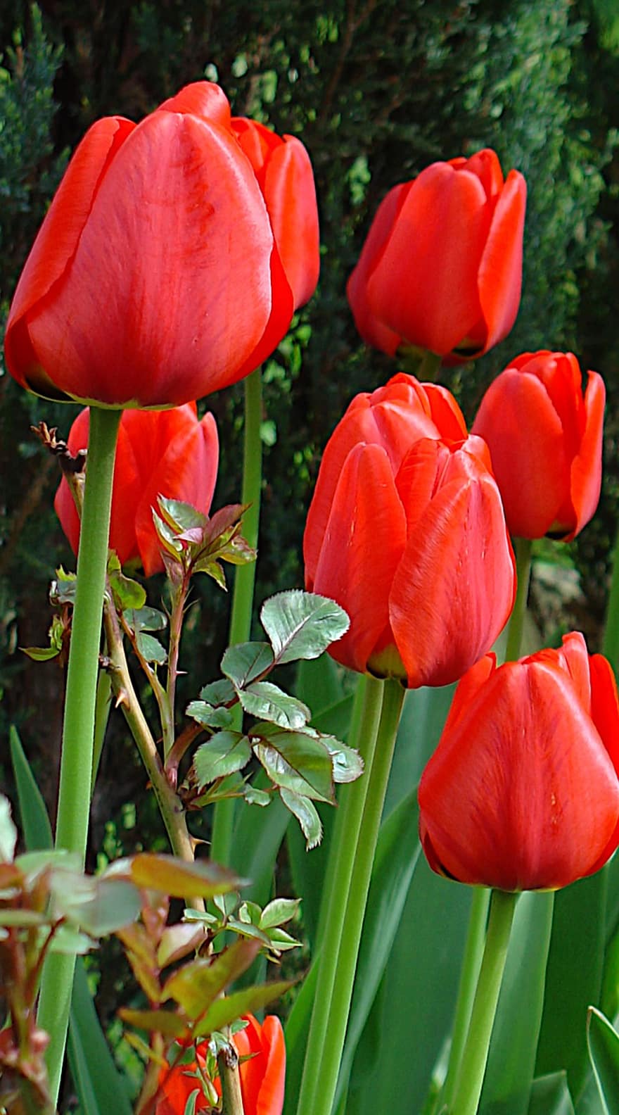 tulipány, květiny, rostlina, červené tulipány, okvětní lístky, květ, flóra, zahrada, Příroda