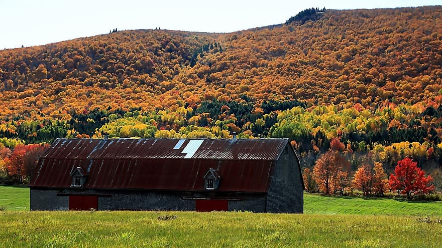 granero, edificio, otoño, granja, arboles, bosque, montaña, campo, pasto, naturaleza, escena rural