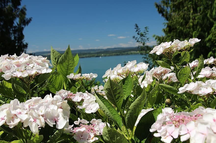 Майнау, езеро, езеро Констанс, остров, засадени, природа, парк, разцвет, цвете