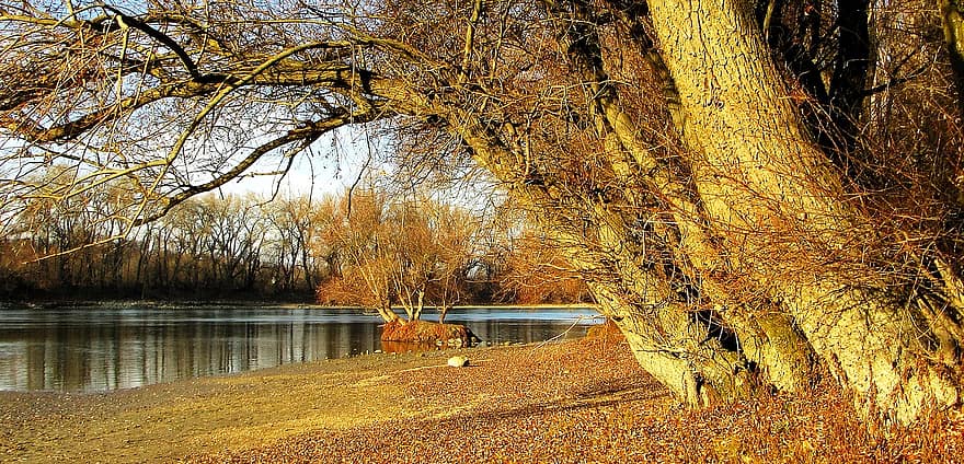 strom, Příroda, rybník, cestovat, park, venku, podzim, les, žlutá, sezóna, list