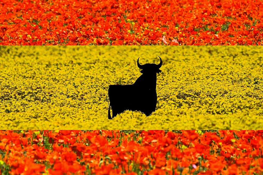 España La Bella, Spain, Toledo, Poppies, Mustard Flowers, Osborne